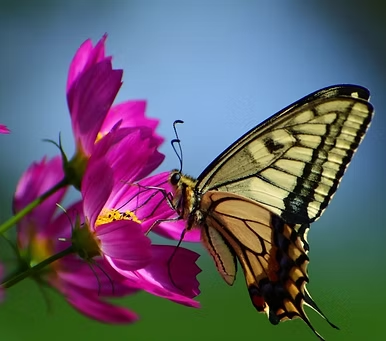 Niagara Parks Butterfly Conservatory